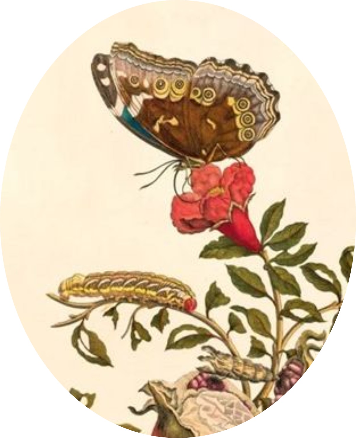 Merian, Metamorphoses